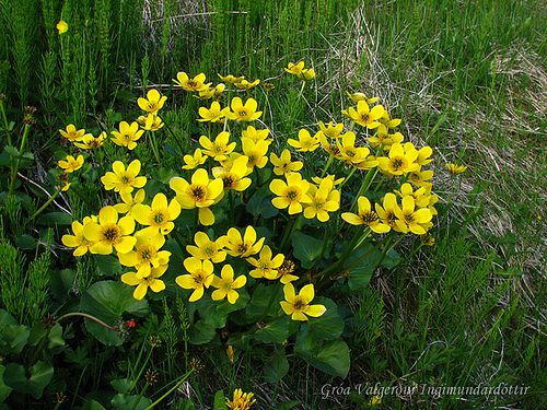yellow marsh marigold